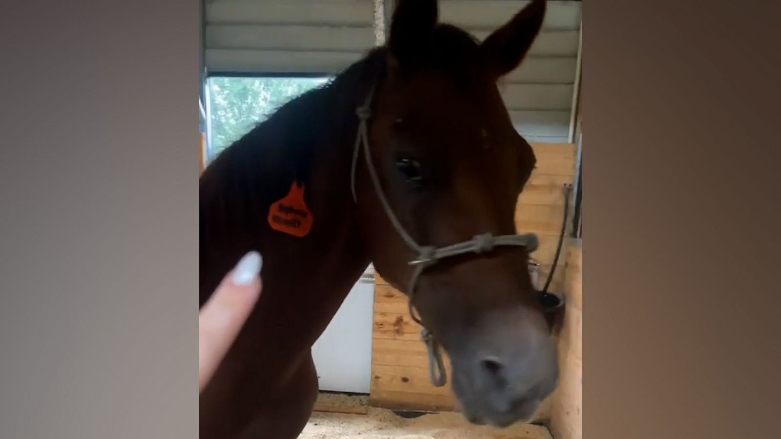 VIDEO: How this farm mom kept her animals safe during Hurricane Ian