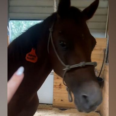 VIDEO: How this farm mom kept her animals safe during Hurricane Ian