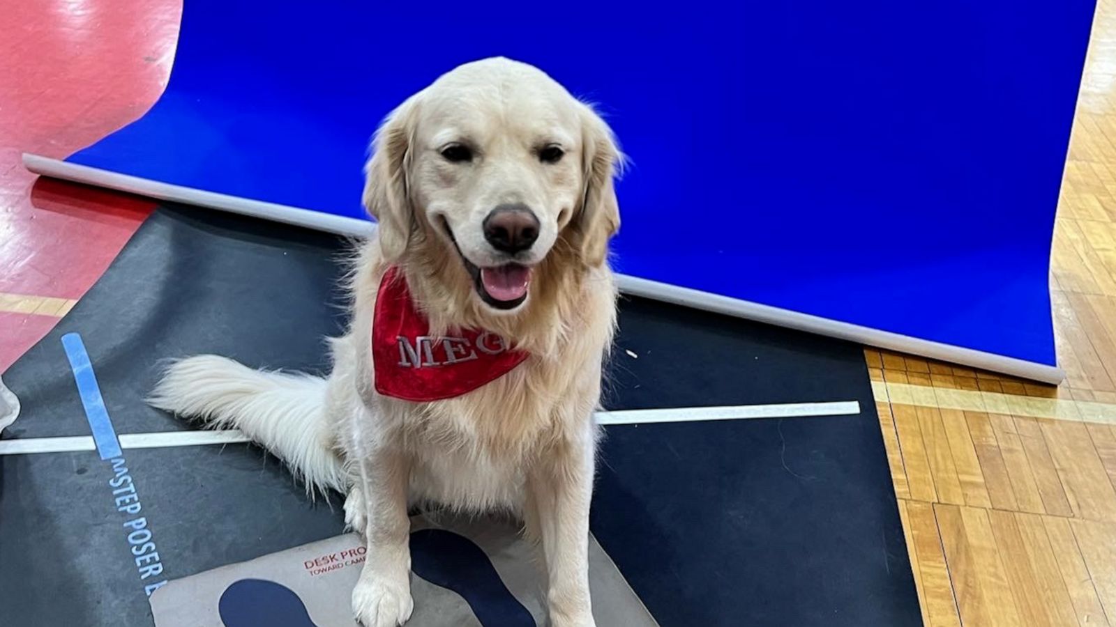 VIDEO: Middle school facility dog gets her own adorable yearbook photo