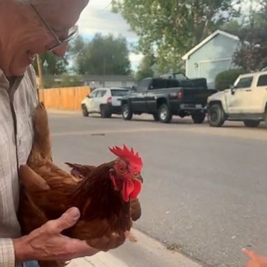 VIDEO: Kind neighbor introduces toddler to his pet chicken