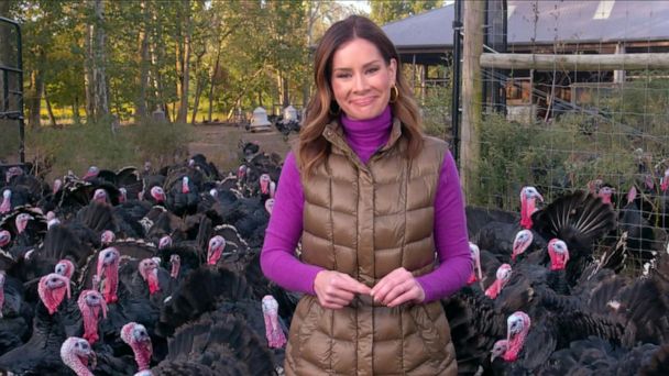 Farmers say price of Thanksgiving turkeys will skyrocket