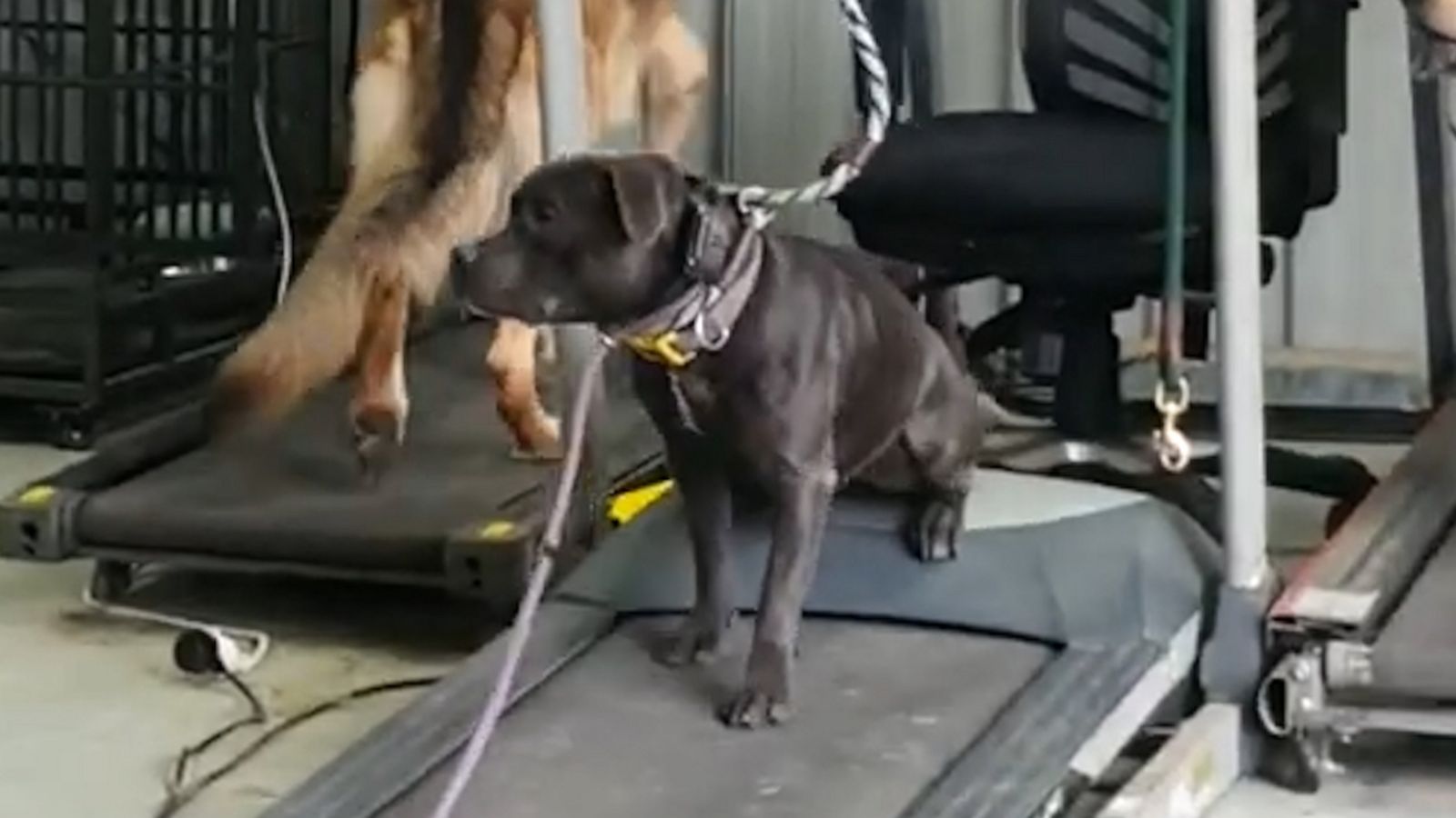 VIDEO: Genius dog cheats his way through treadmill workout