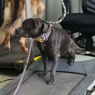 VIDEO: Genius dog cheats his way through treadmill workout