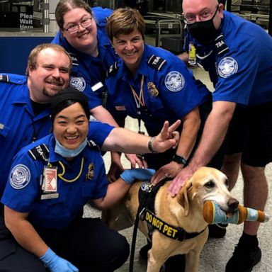 VIDEO: TSA dog retires after nearly a decade of service