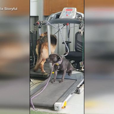 VIDEO: Dog finds clever hack during training session