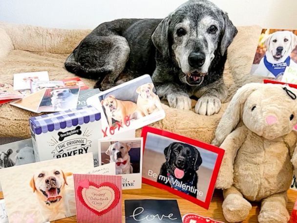 Gift Catalog: Puppy Care Package – Best Friends Animal Society's