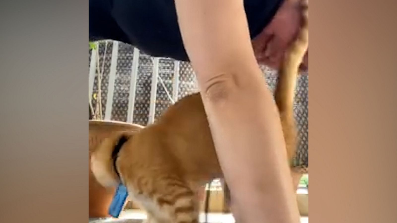 VIDEO: Kitten adorably interrupts owner’s yoga session