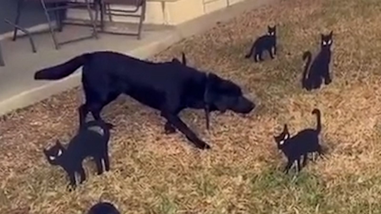 VIDEO: Dog posing with Halloween decorations understood the assignment