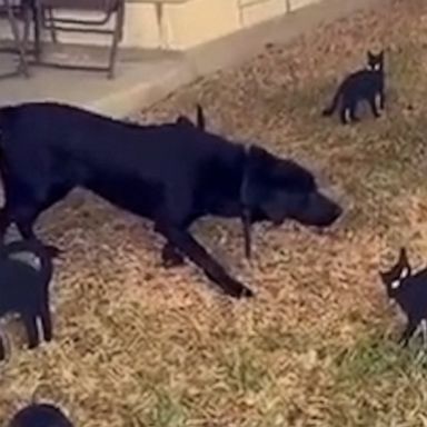 VIDEO: Dog posing with Halloween decorations understood the assignment 