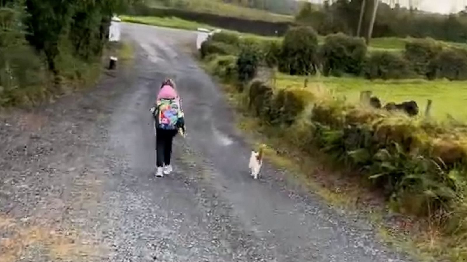 VIDEO: Cat accompanies little girl to school bus every day