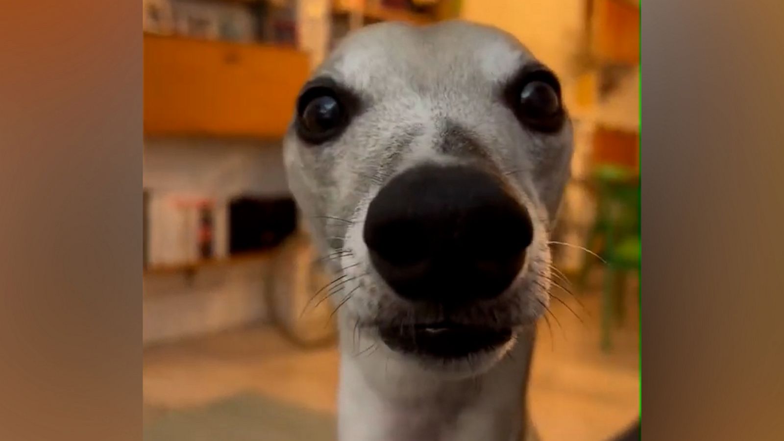 VIDEO: Dog stares intensely at owner for attention