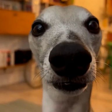 VIDEO: Dog stares intensely at owner for attention