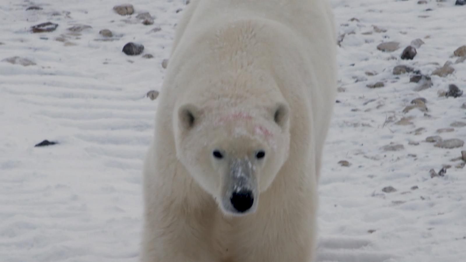 VIDEO: Navigating coexistence with polar bears amid climate change