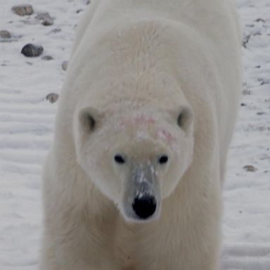 VIDEO: Navigating coexistence with polar bears amid climate change