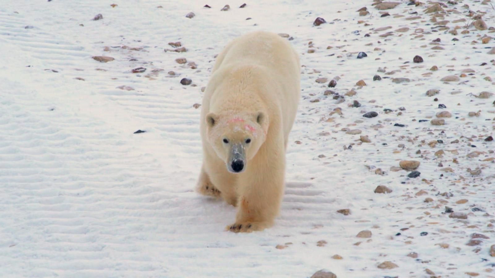 VIDEO: Michael Strahan visits ‘polar bear capital of the world’
