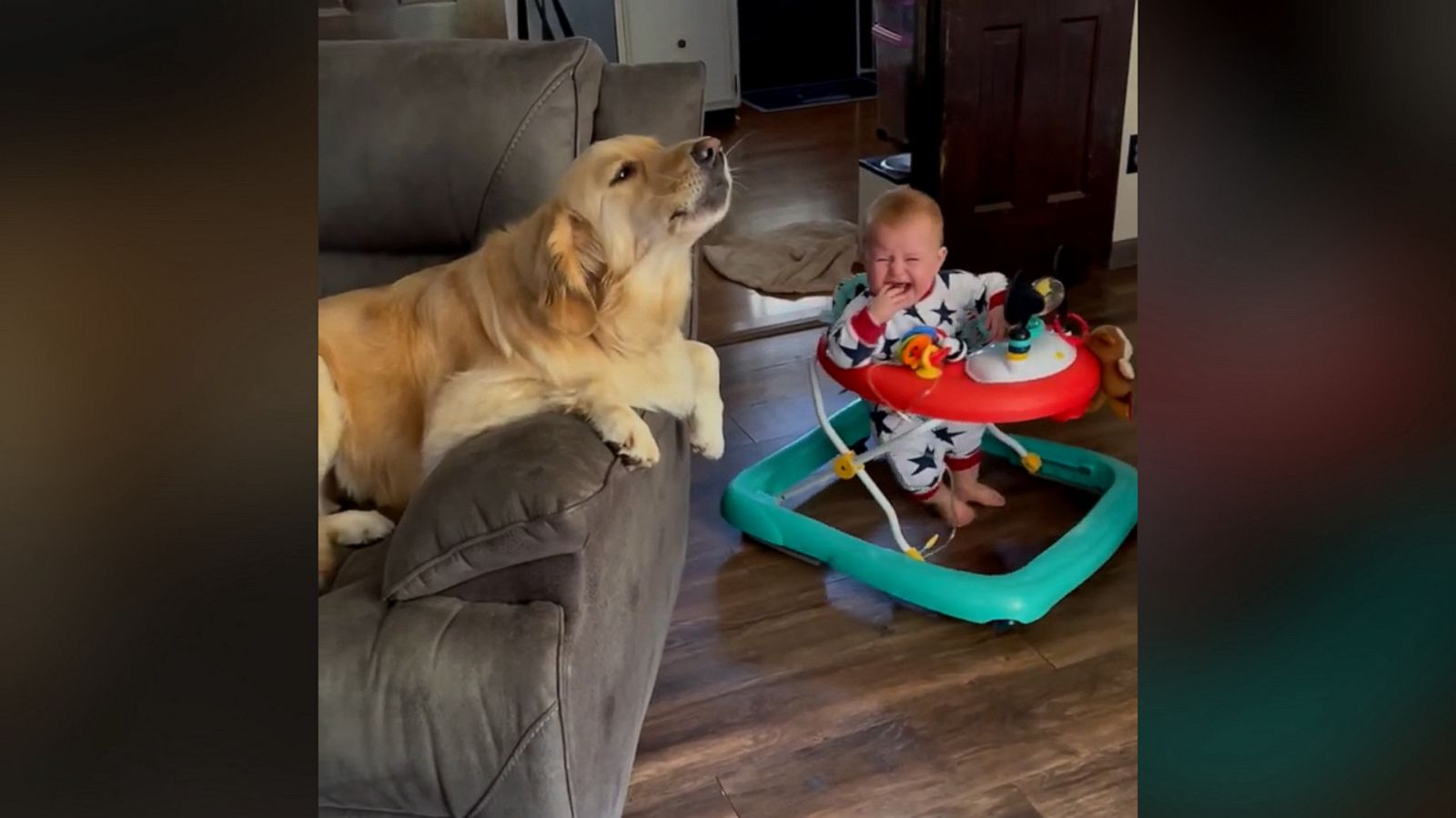 VIDEO: Golden retriever cries adorably with baby