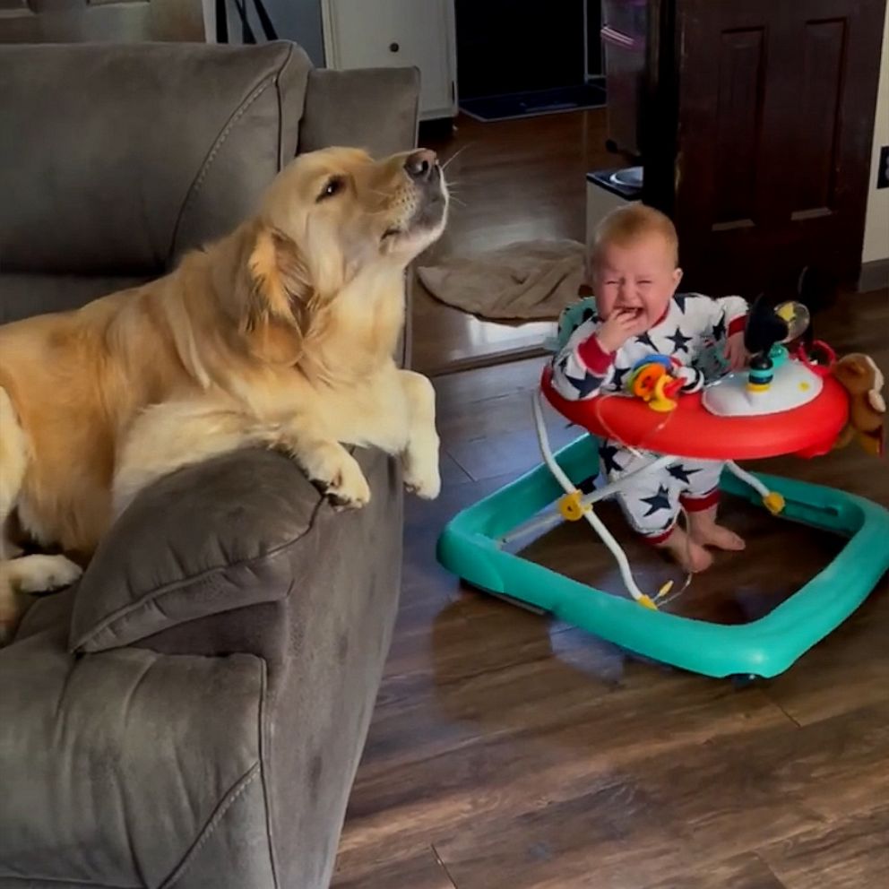 Video Golden retriever cries adorably with baby - ABC News