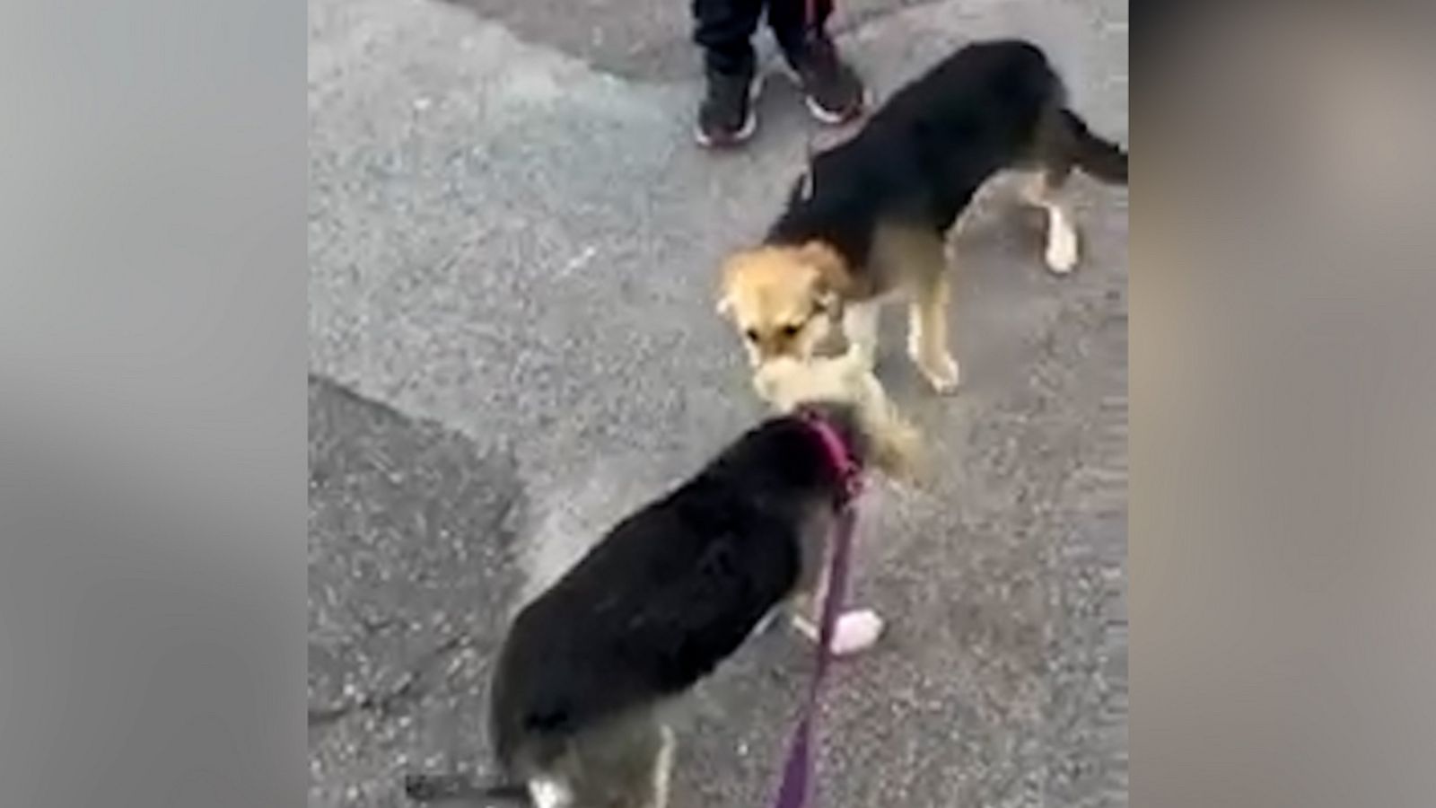 VIDEO: Rescue dog siblings reunite after a month apart