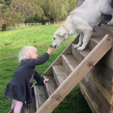 VIDEO: Toddler and puppy share adorable playtime