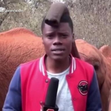 VIDEO: 'Nosy' elephant gets camera time with TV reporter