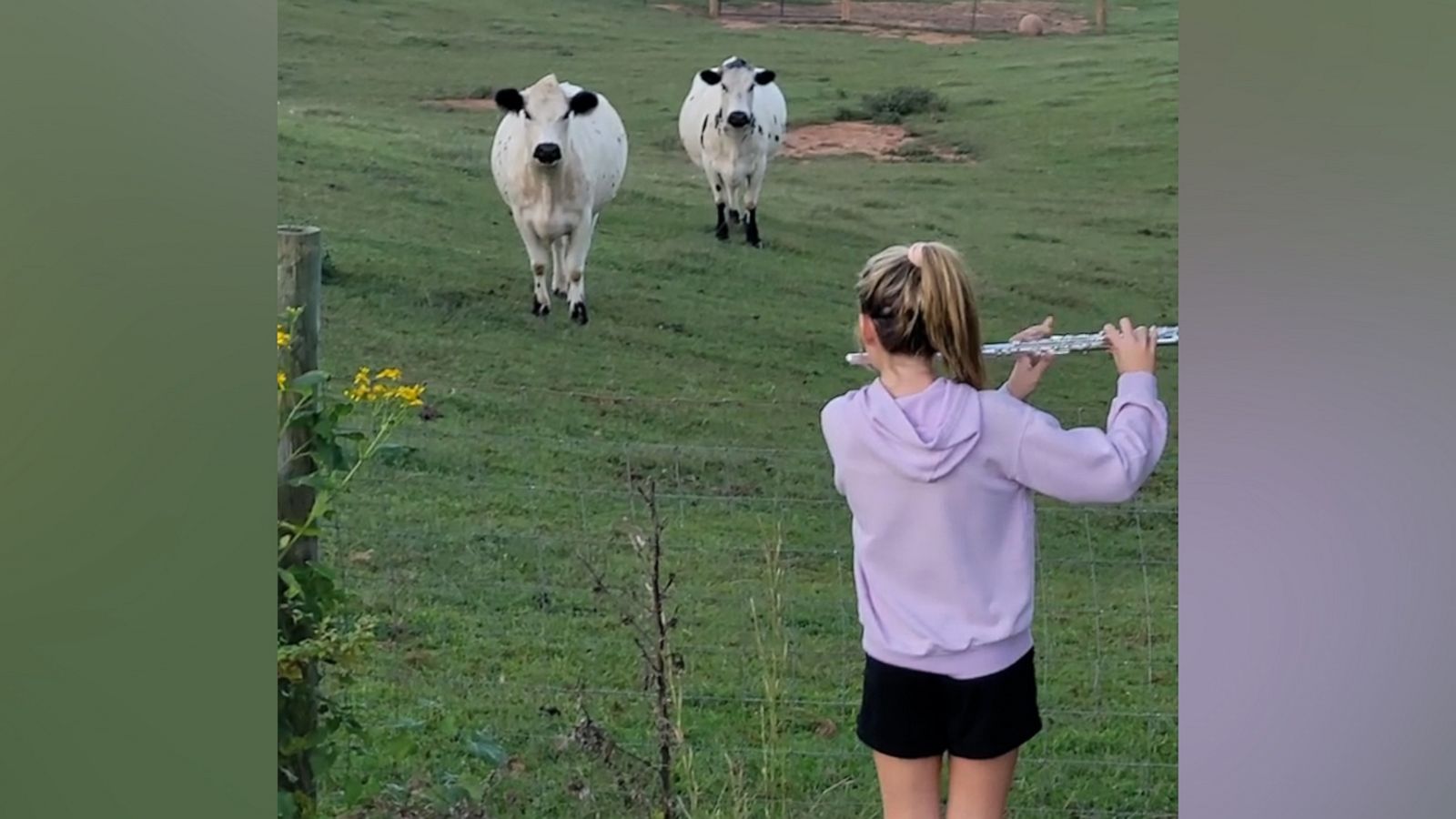 VIDEO: Cows stop and listen to girl playing 'Mary Had a Little Lamb' on flute