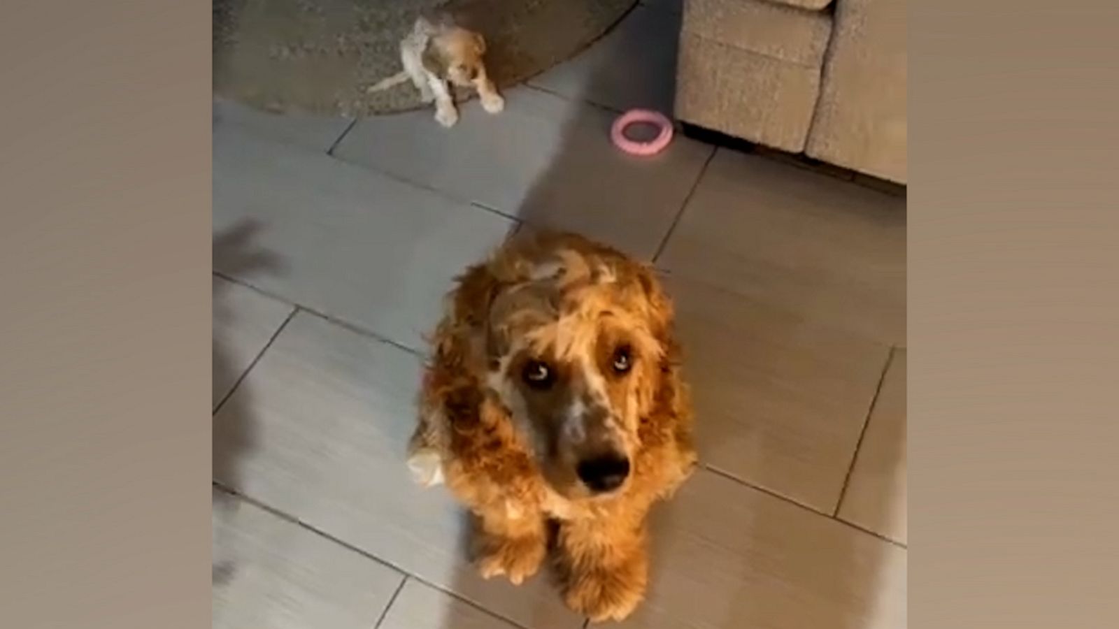 VIDEO: Older dog protects puppy from being scolded by owner