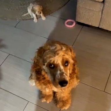 VIDEO: Older dog protects puppy from being scolded by owner