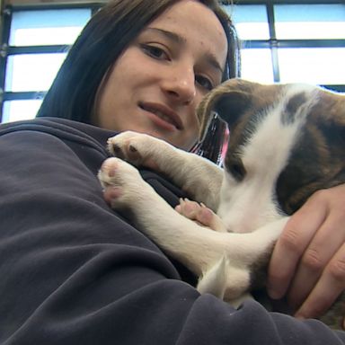 VIDEO: First responders adopt puppies they rescued from plane crash 