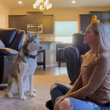 VIDEO: Owner tests pup with dog toy challenge 