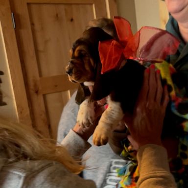 VIDEO: Family surprises grandma with a puppy