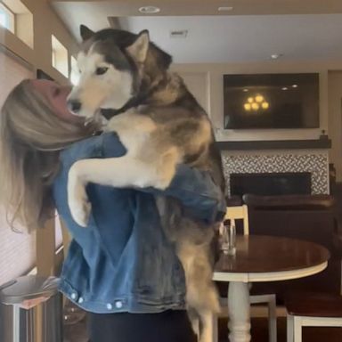 VIDEO: Husky loves to slow dance with his owner