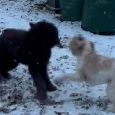 VIDEO: These two dogs are living in a winter wonderland 