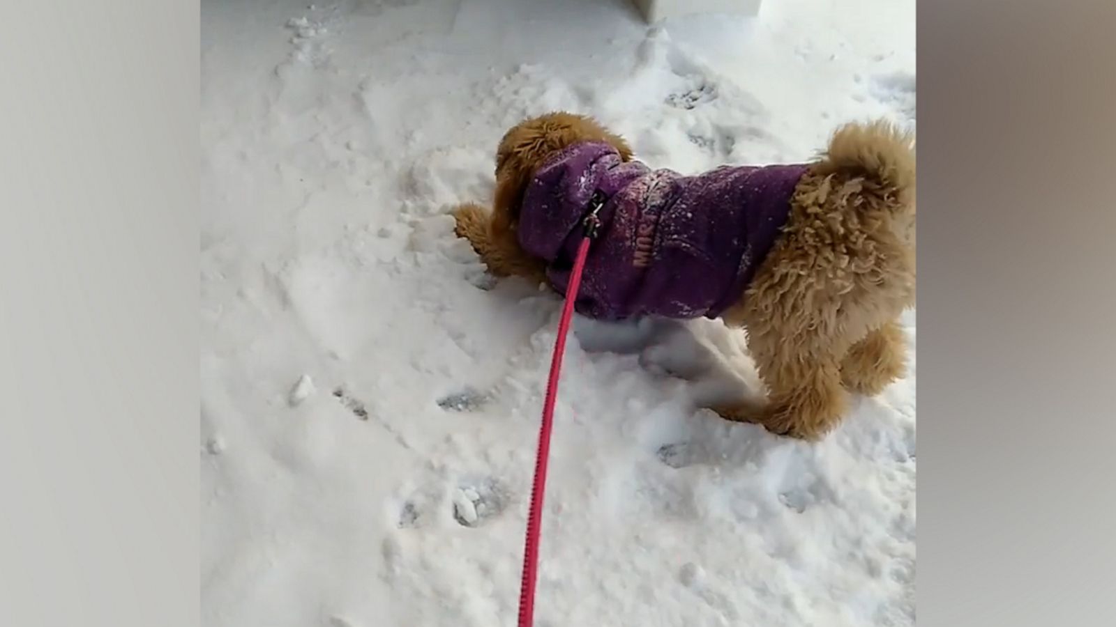 VIDEO: Puppy excited to experience 1st snowfall