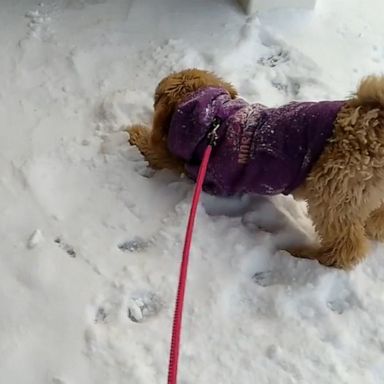 VIDEO: Puppy excited to experience 1st snowfall