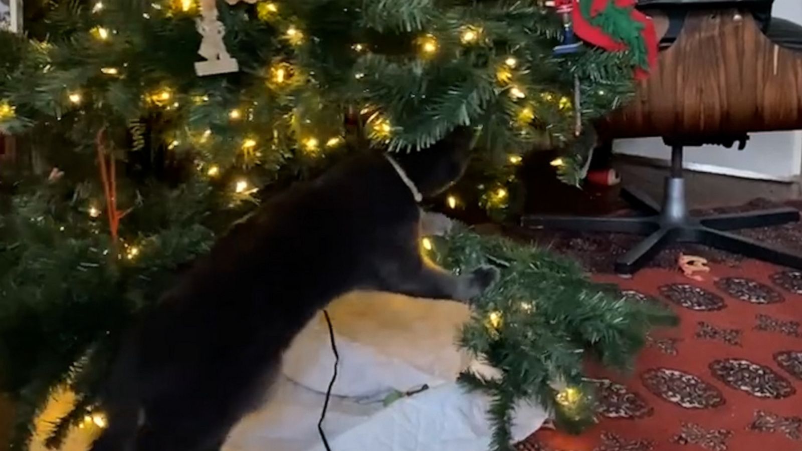 VIDEO: Cat uses Christmas tree as treadmill