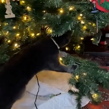 VIDEO: Cat uses Christmas tree as treadmill