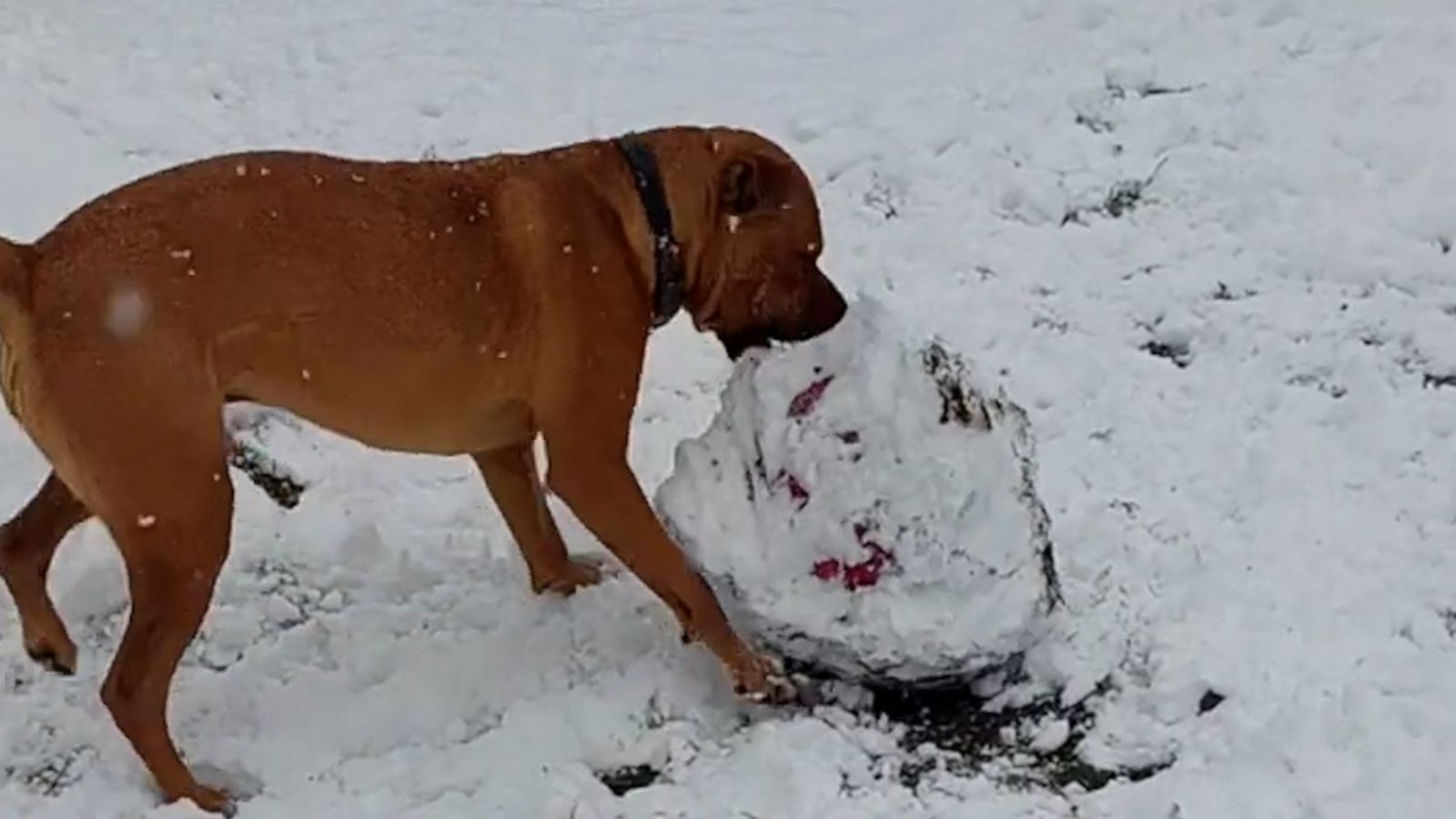 VIDEO: Dog refuses to let a little snow get in the way of play time