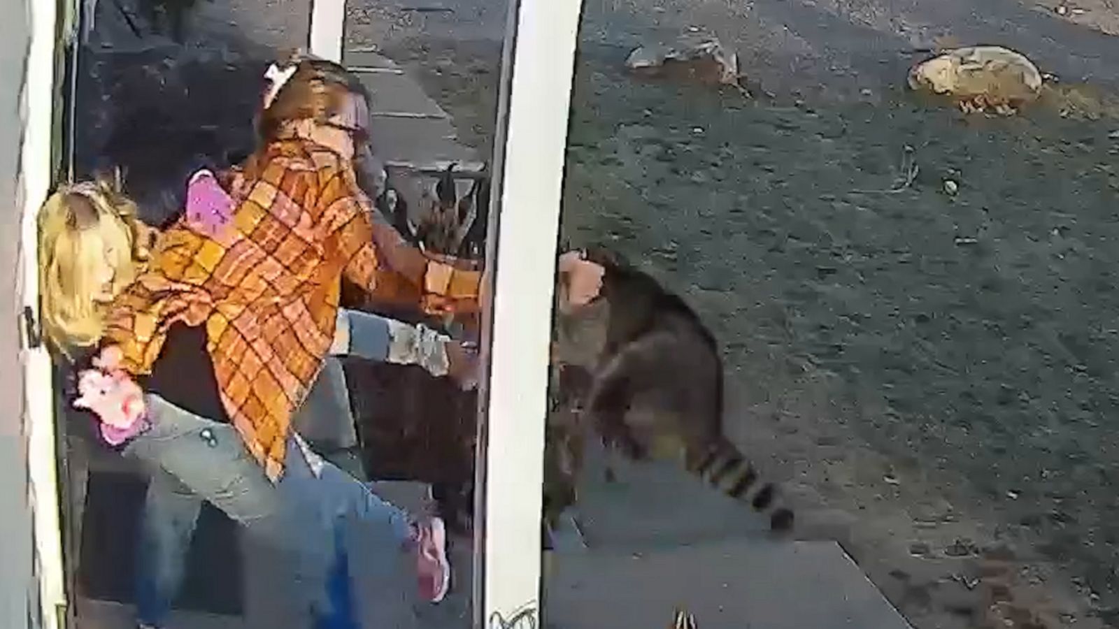 Connecticut mom rescues 5-year-old daughter from raccoon attack - Good ...