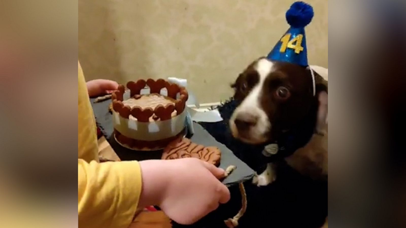 VIDEO: 14-year-old dog gets special birthday surprise