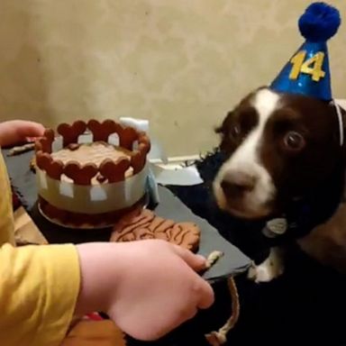 VIDEO: 14-year-old dog gets special birthday surprise