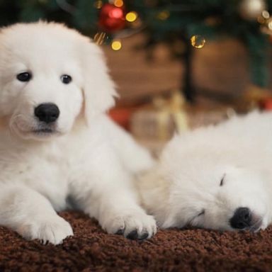 VIDEO: Urgent new alert ahead of the holidays on consumer puppy scams