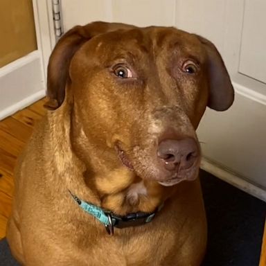 VIDEO: Meet the dog who always looks surprised