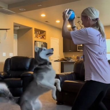 VIDEO: Husky owner tries the 'freeze challenge' with her dog 