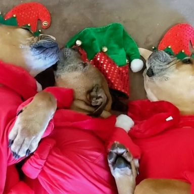 PHOTO: VIDEO: There is nothing cuter than these three rescue dog's sound asleep in their elf costumes