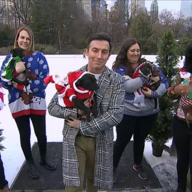 VIDEO: ‘GMA’ Ugly Christmas Sweater Search: Adoptable dogs spread holiday cheer