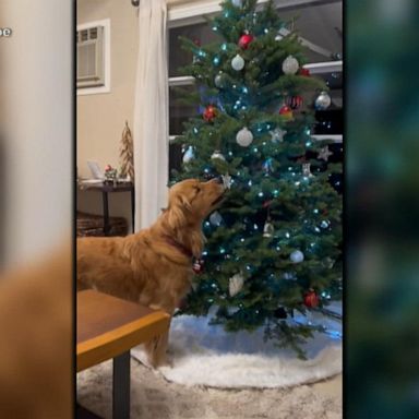 VIDEO: Golden retriever hoards Christmas tree ornaments