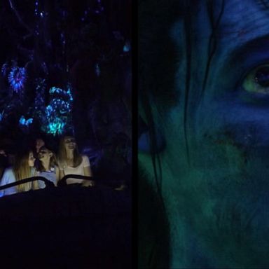 VIDEO: Disney World brings the land of Pandora to life