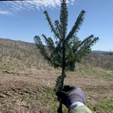 VIDEO: The travel story of the Christmas tree