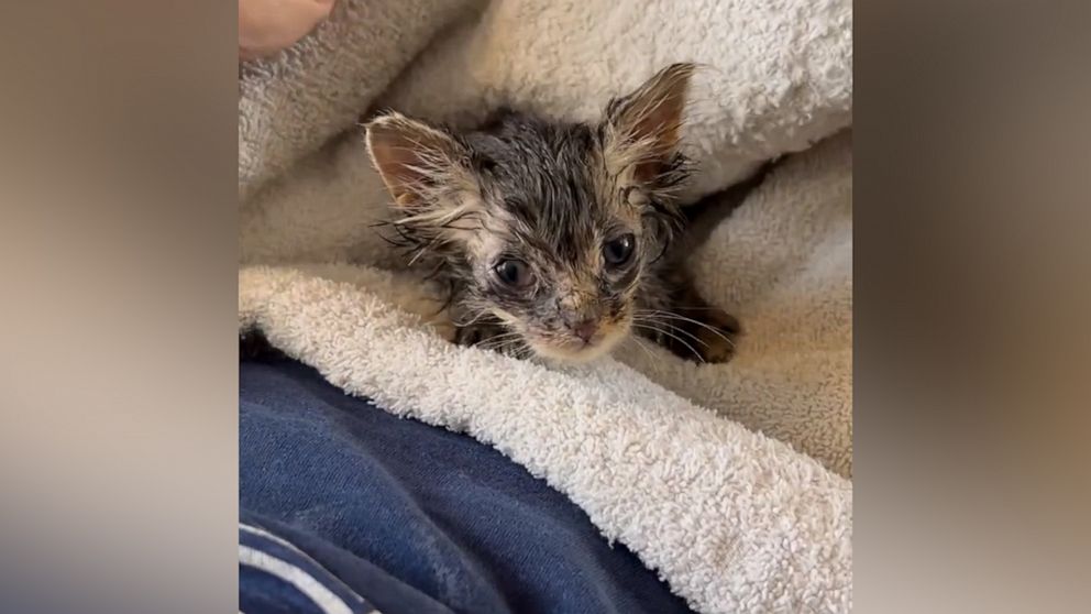 Watch this stray kitten rescued from freezing weather make a full ...