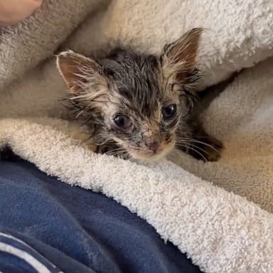 VIDEO: Watch this stray kitten rescued from freezing weather make a full recovery